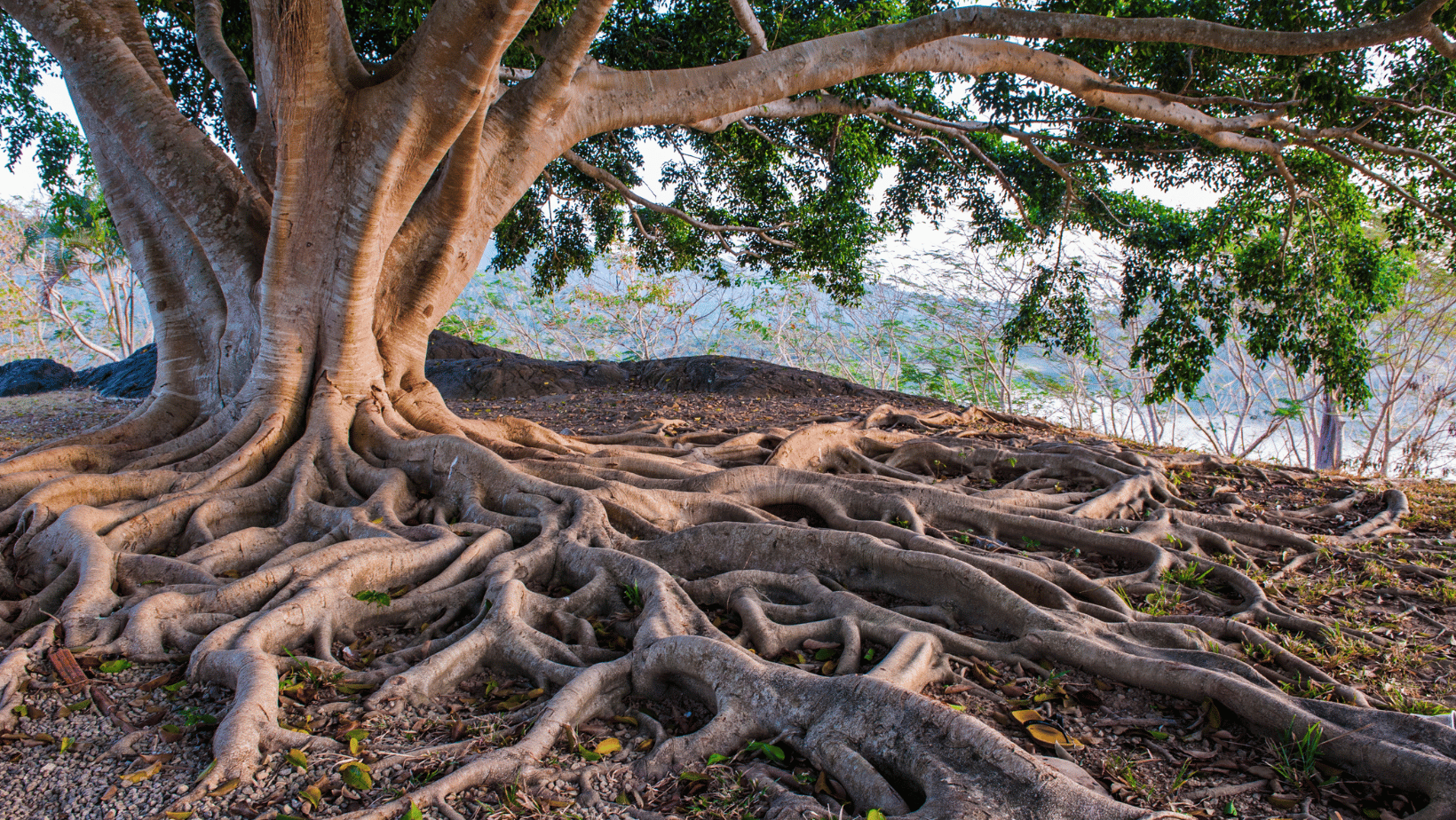 Tree with strong roots
